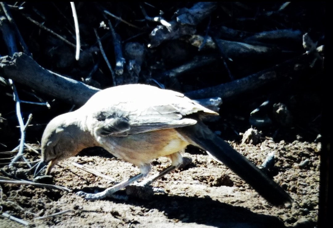 Bendire's Thrasher - ML623266634