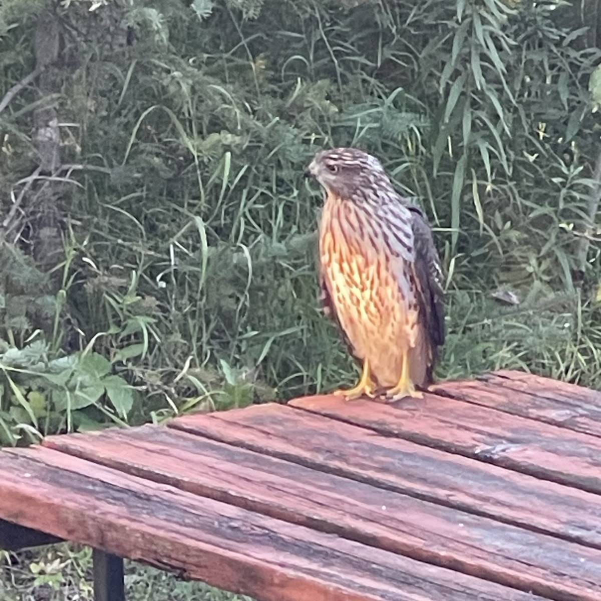 Cooper's Hawk - ML623266874