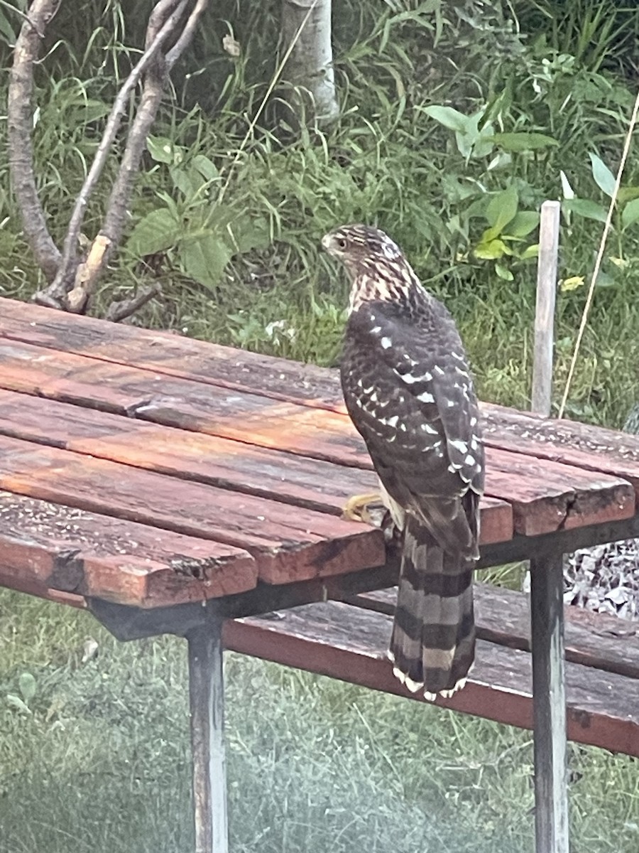 Cooper's Hawk - ML623266875