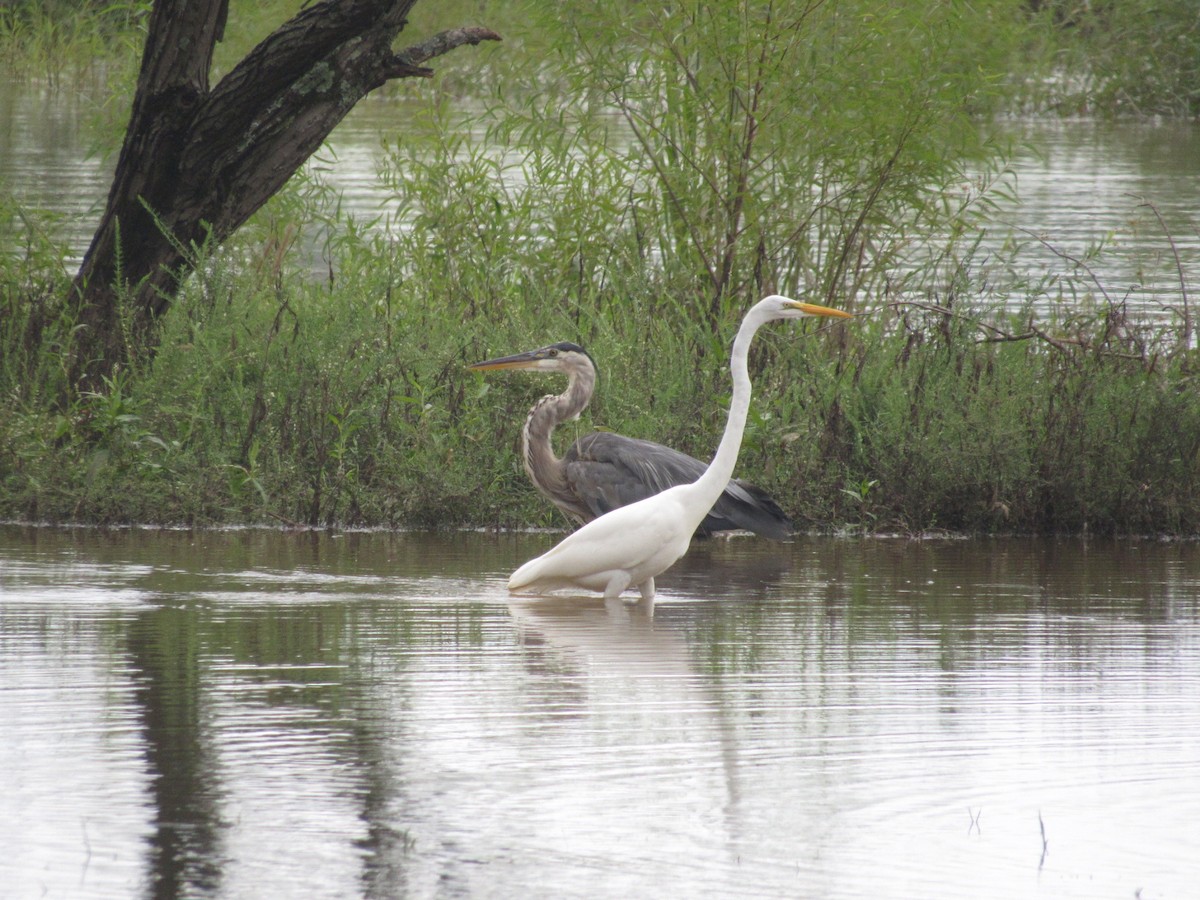 Great Egret - ML623266898