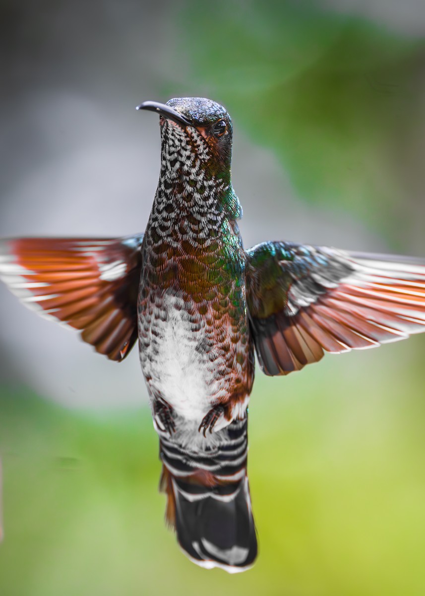 White-necked Jacobin - ML623266970