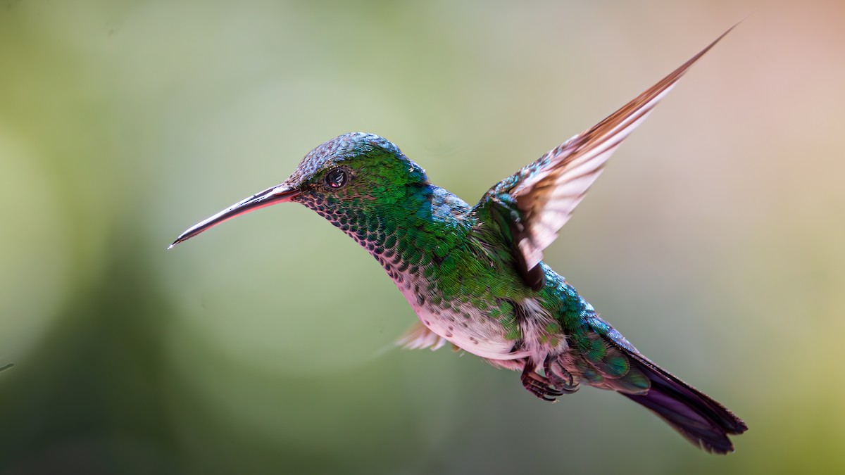 White-necked Jacobin - ML623266971