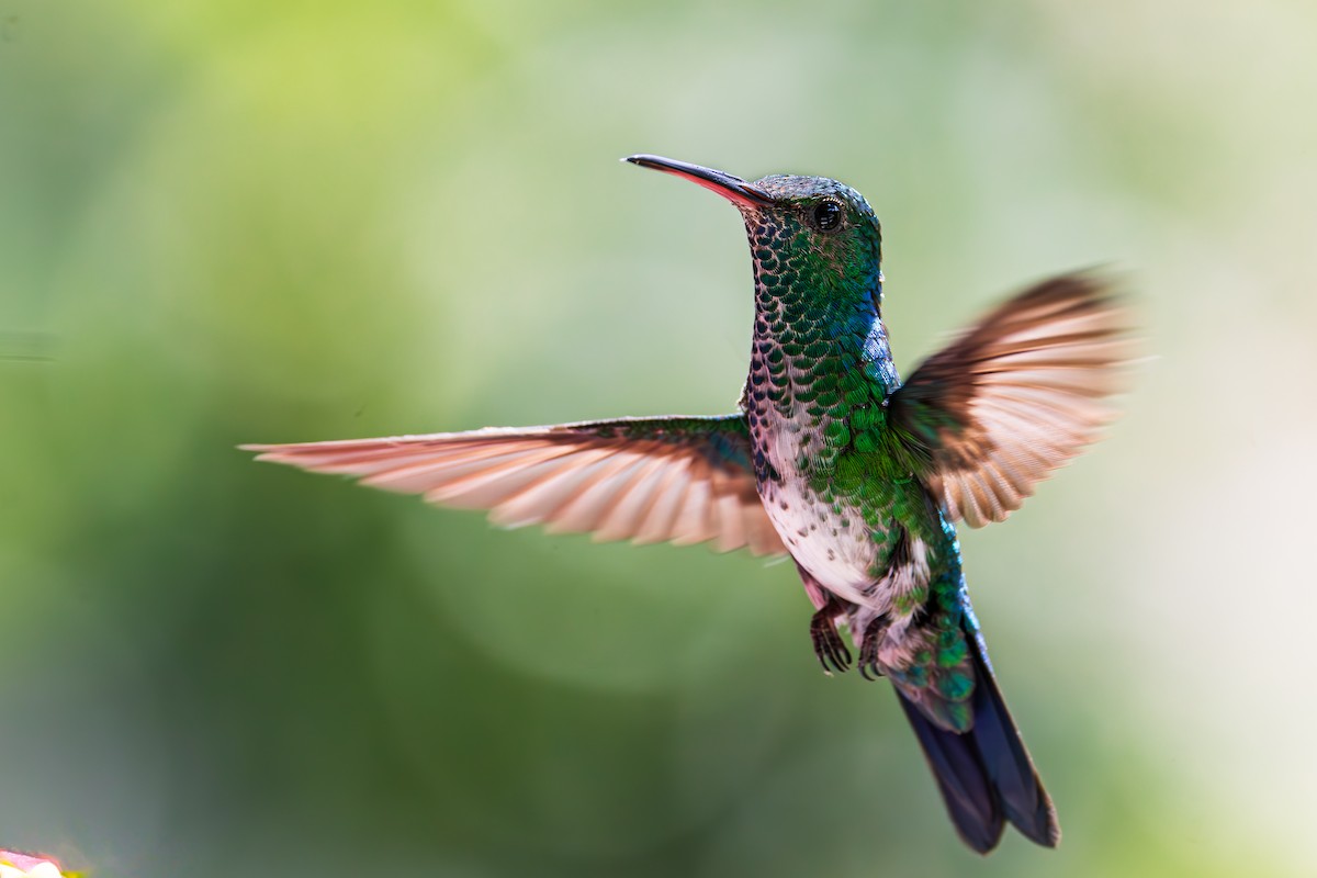 White-necked Jacobin - ML623266973