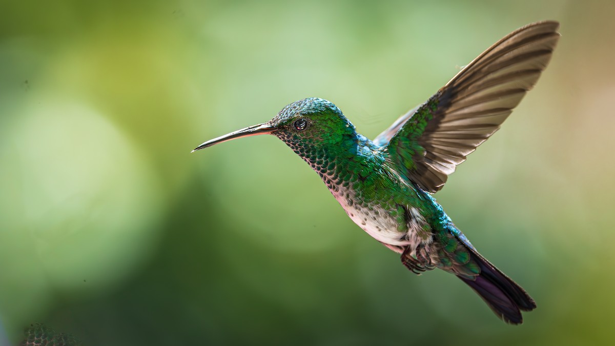 White-necked Jacobin - ML623266974