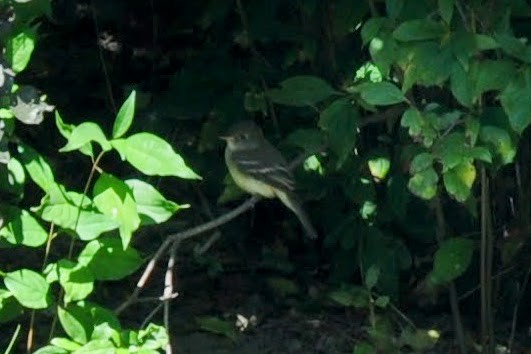 Least Flycatcher - ML623267026