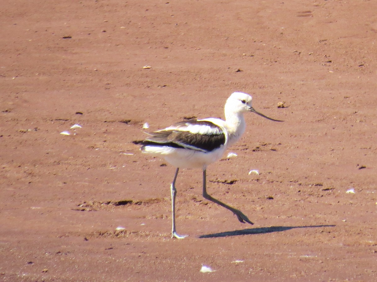 American Avocet - ML623267041