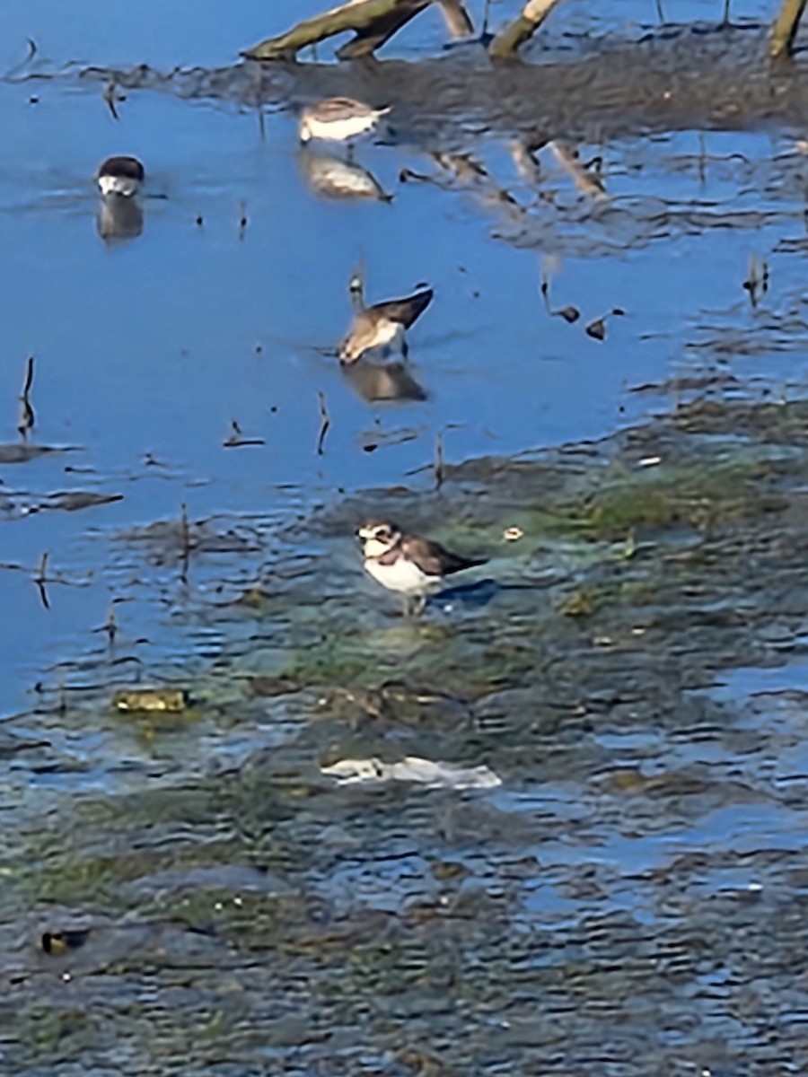 Semipalmated Plover - ML623267182