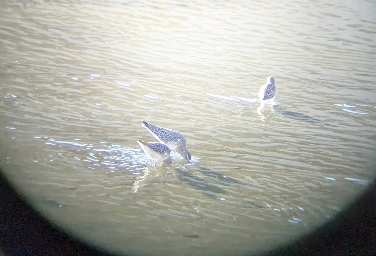 Stilt Sandpiper - ML623267208