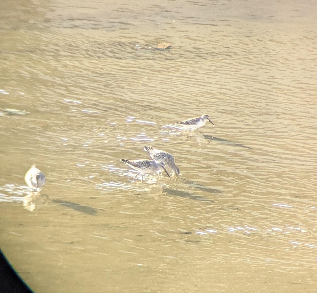 Stilt Sandpiper - ML623267210