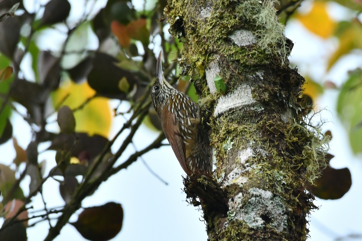 Montane Woodcreeper - Daisy Utitiaj Nunink