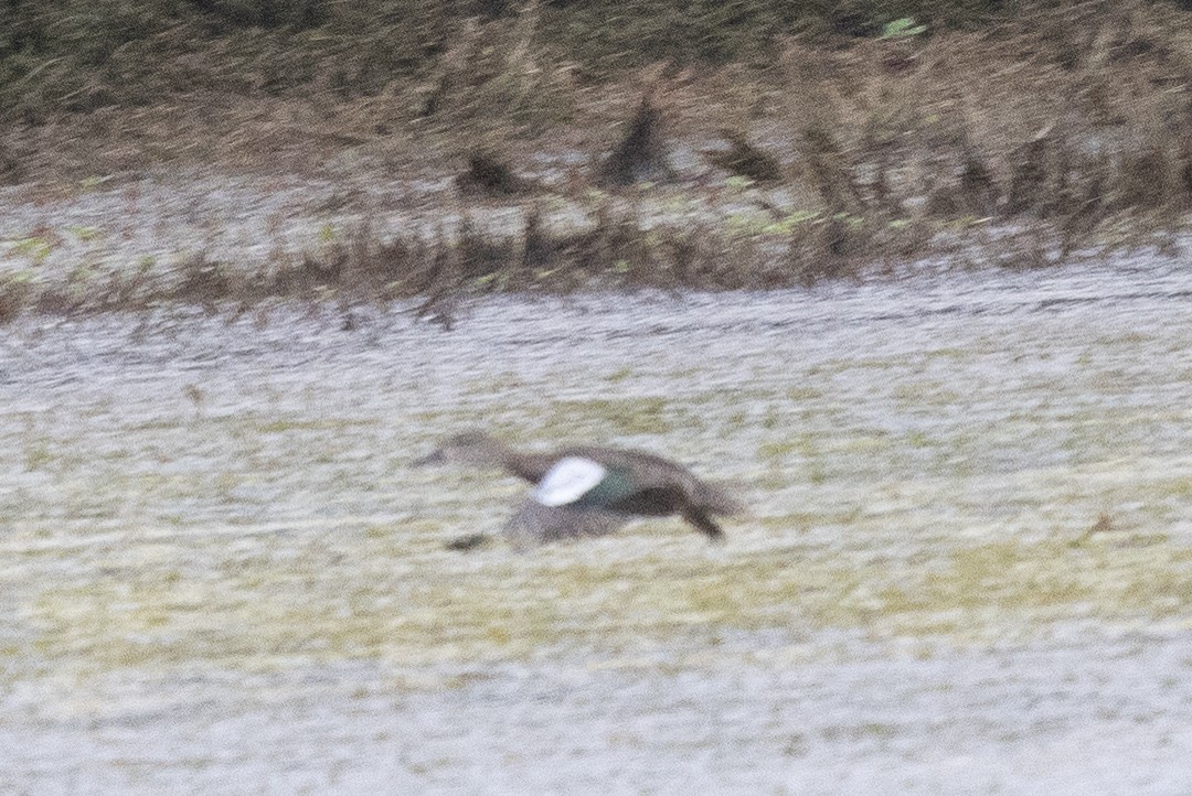 Blue-winged Teal - ML623267276