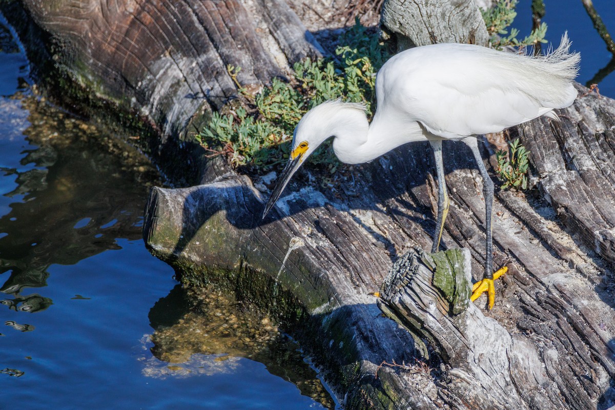 Snowy Egret - Walter D