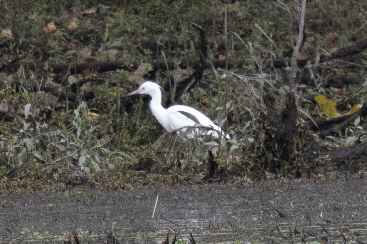 Little Blue Heron - ML623267321