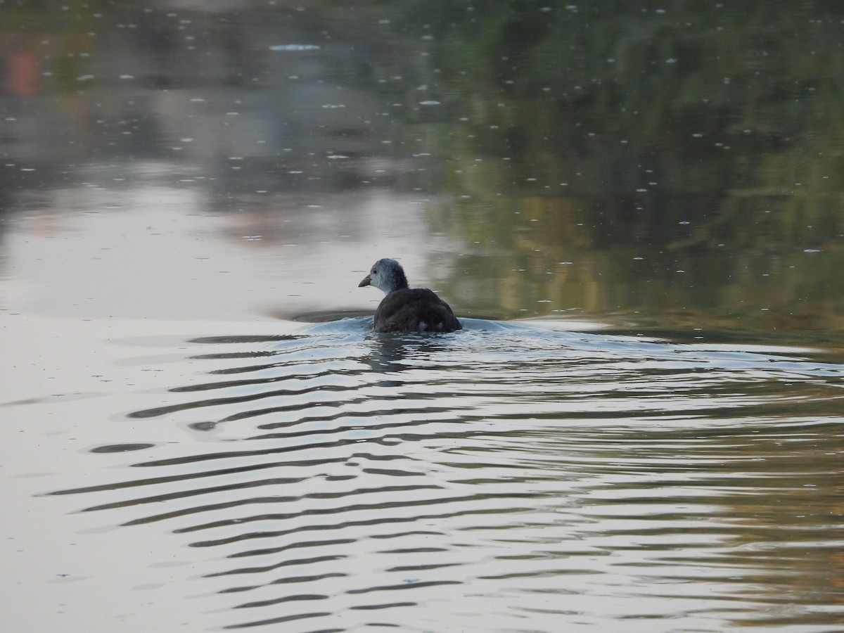 American Coot - ML623267340