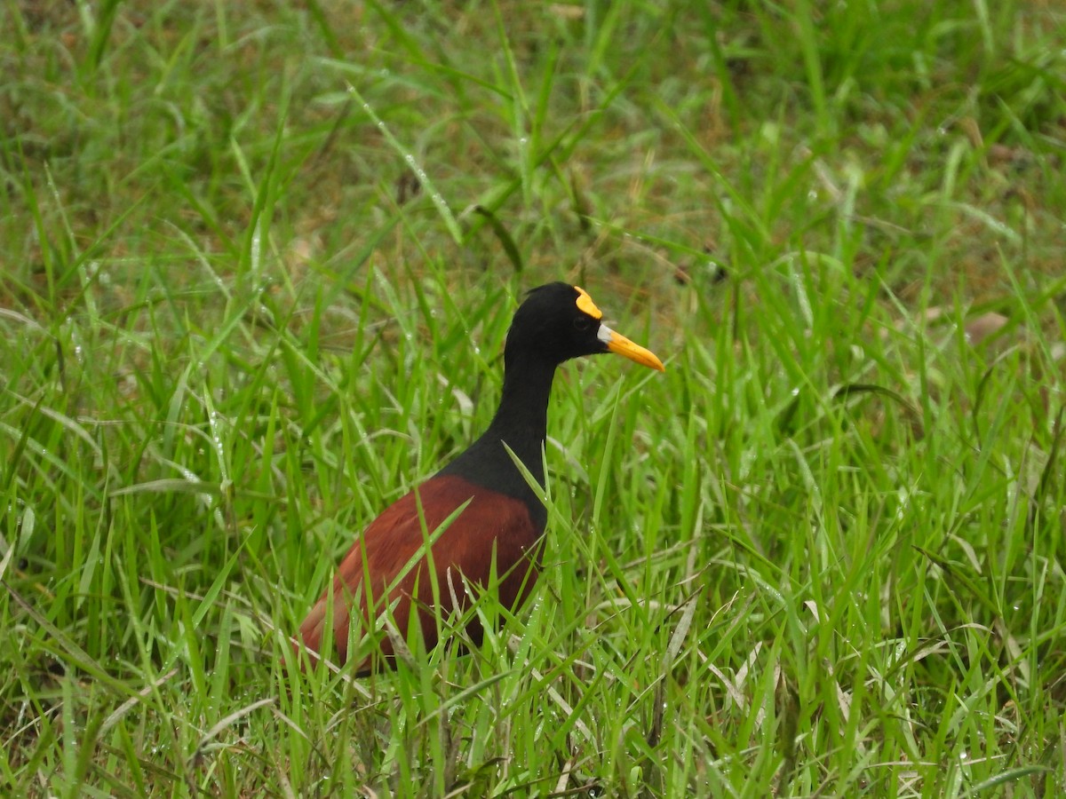 Northern Jacana - ML623267366