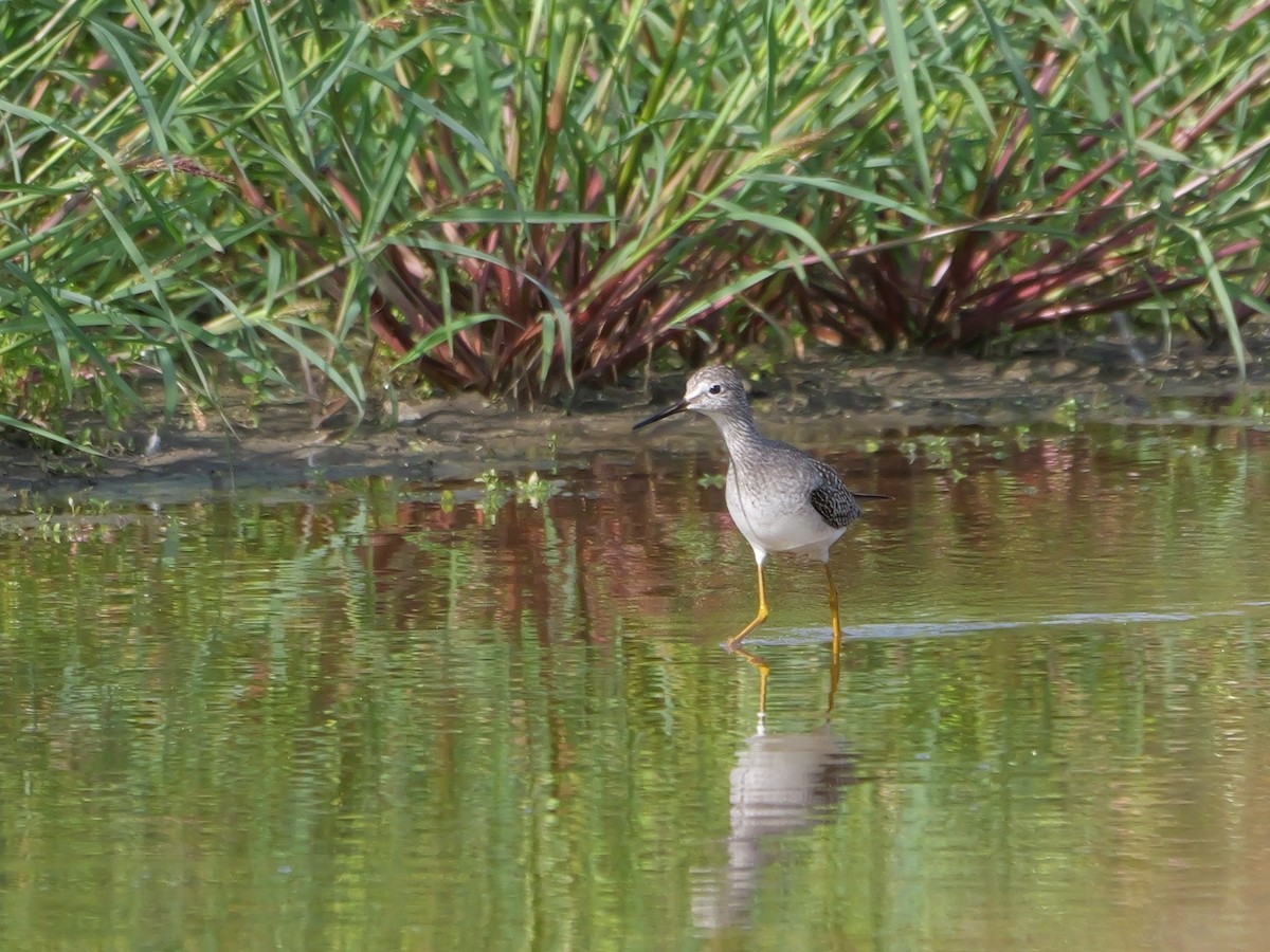 Lesser Yellowlegs - ML623267378