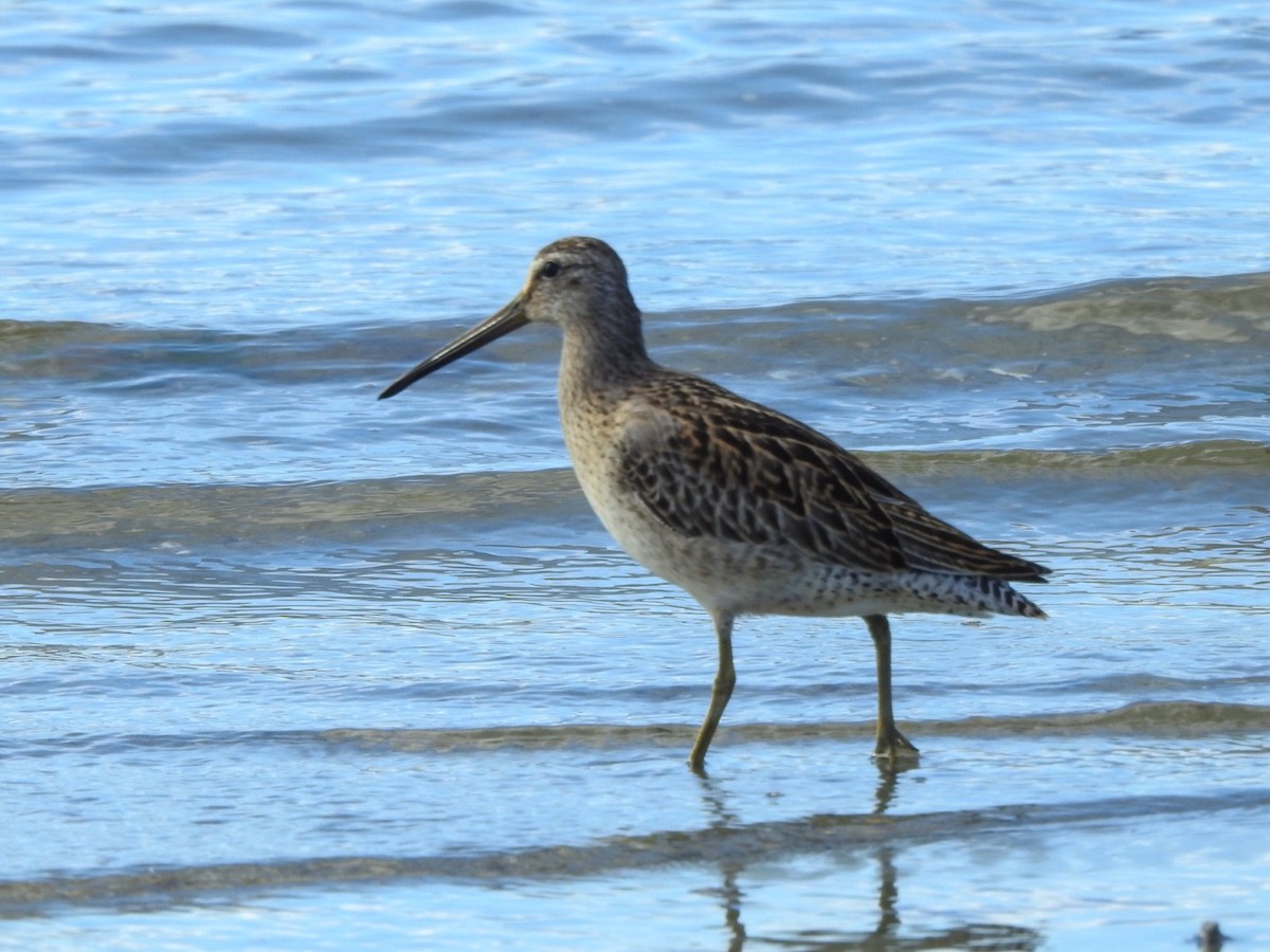 kortnebbekkasinsnipe - ML623267406