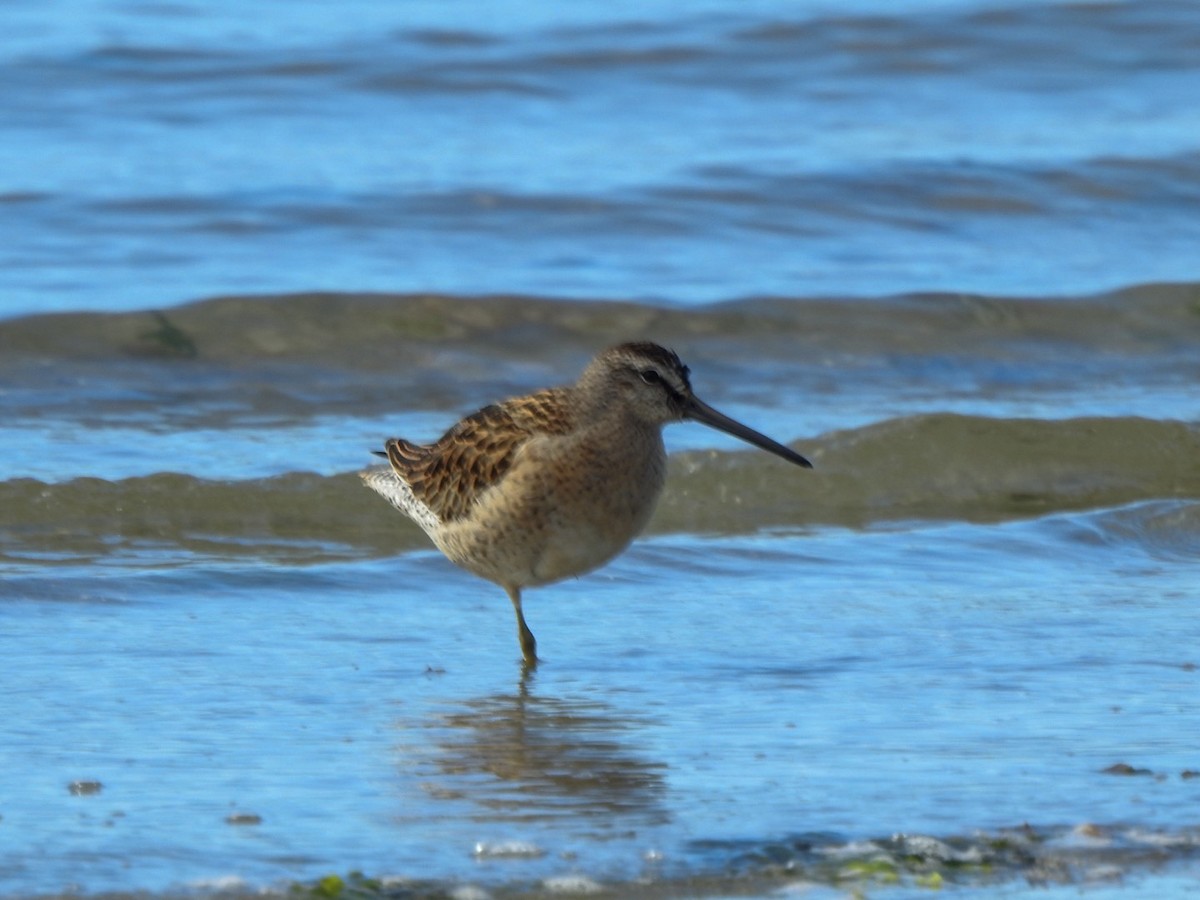 kortnebbekkasinsnipe - ML623267407