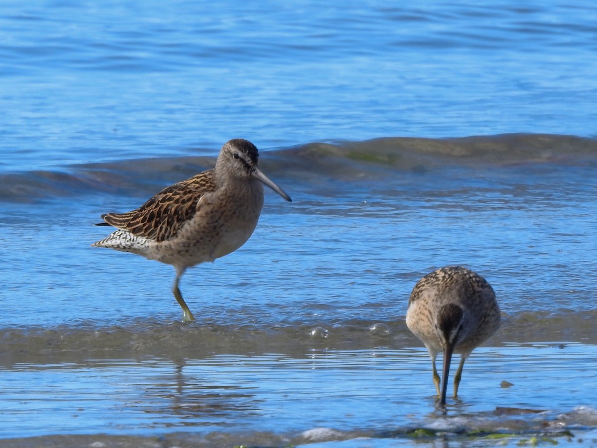 kortnebbekkasinsnipe - ML623267410