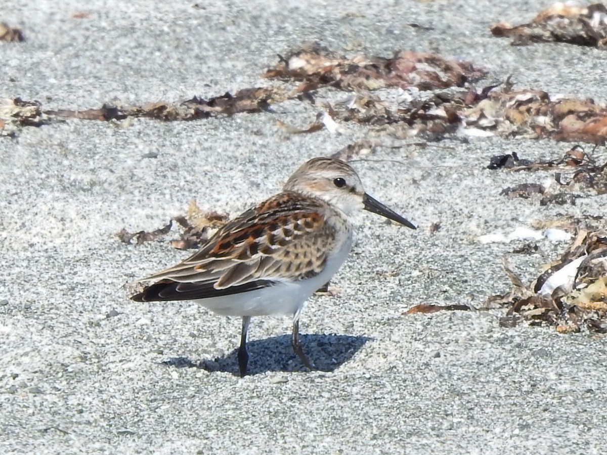 Western Sandpiper - David Baird