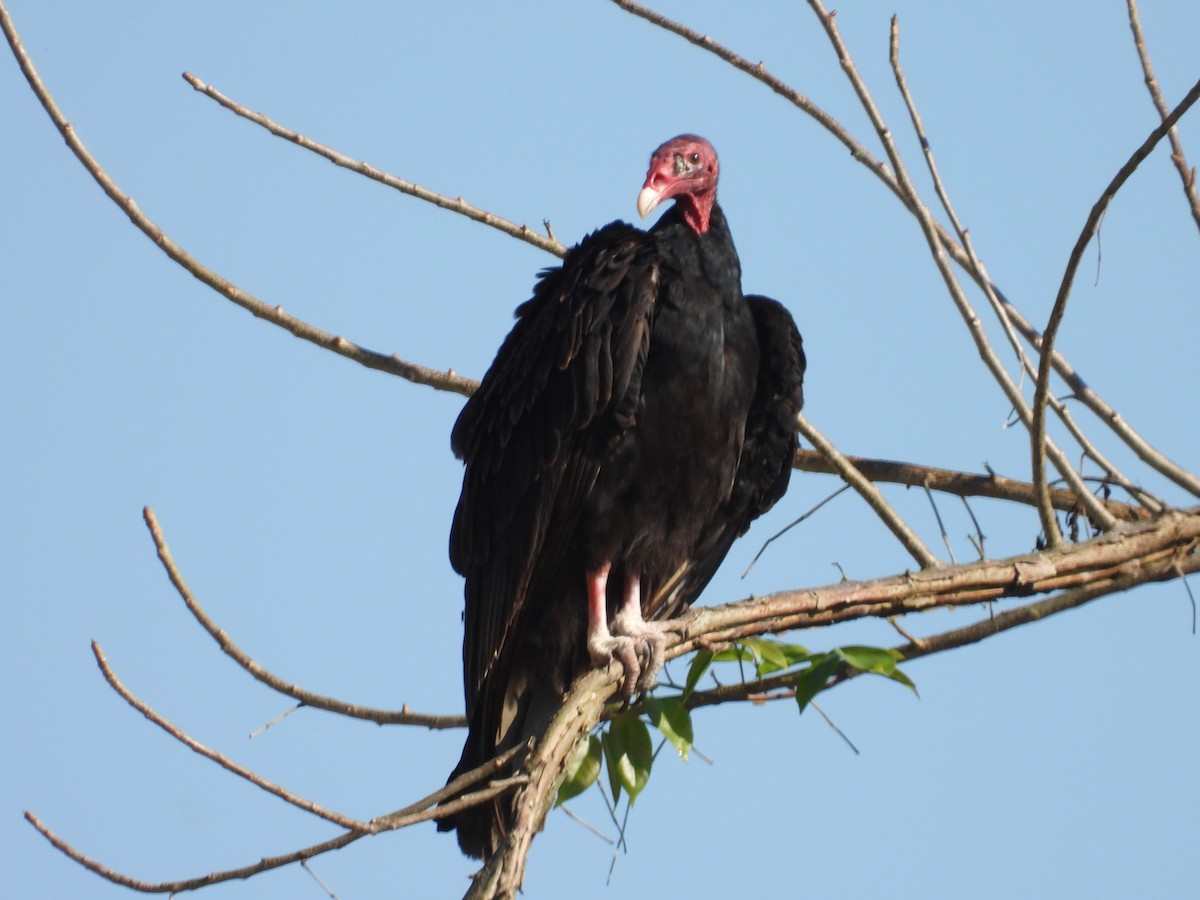 Turkey Vulture - ML623267494