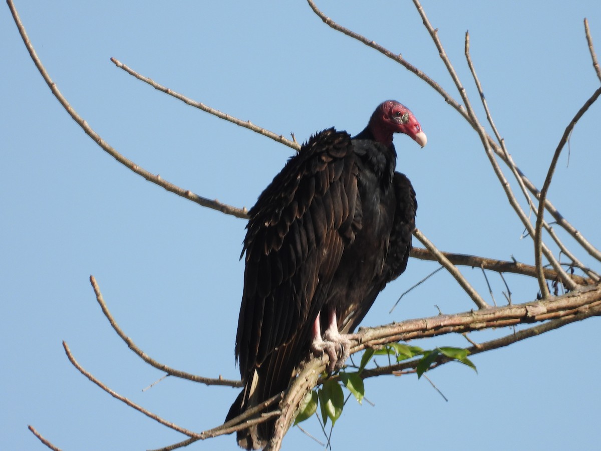 Turkey Vulture - ML623267495