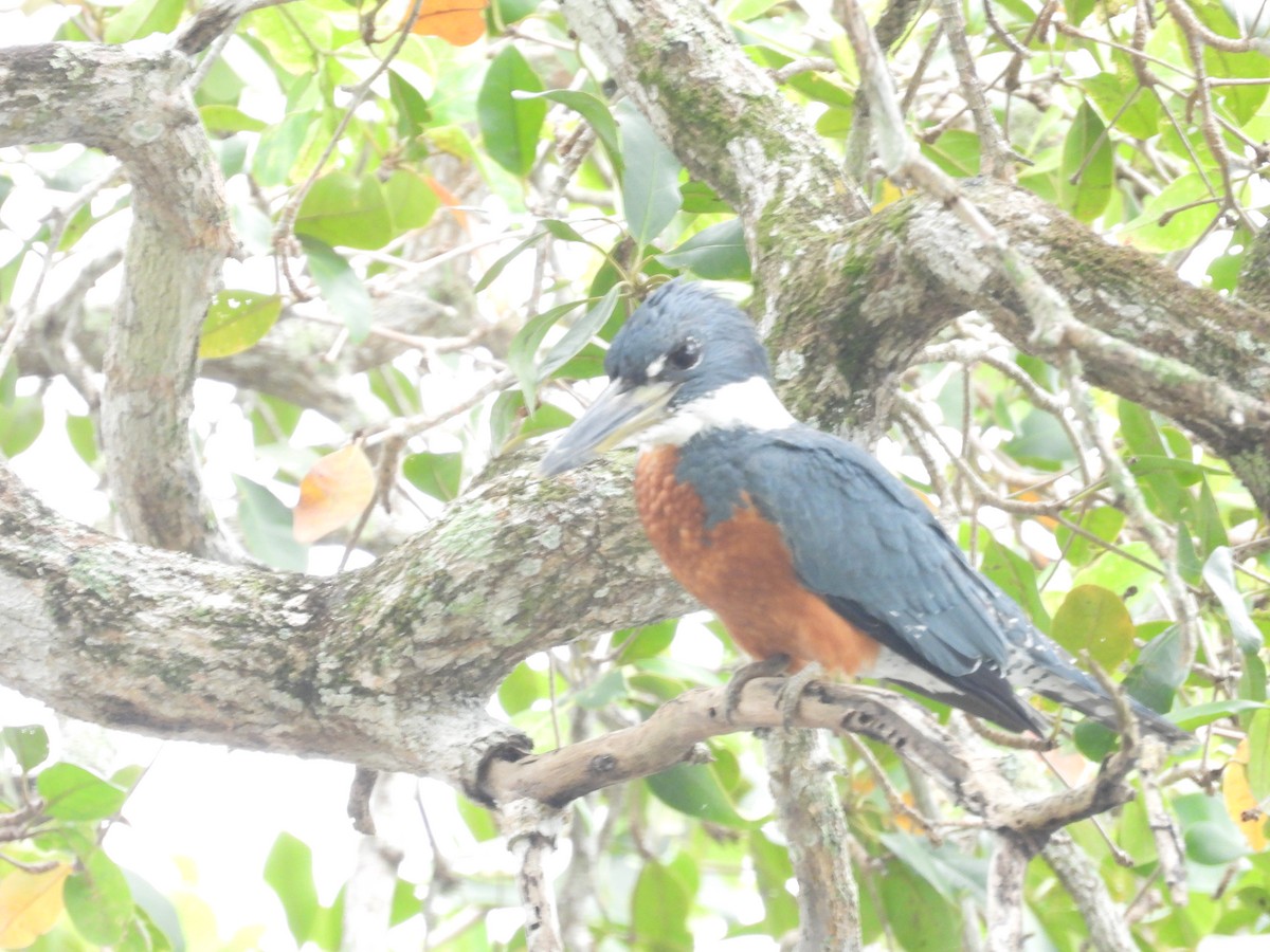 Ringed Kingfisher - ML623267528