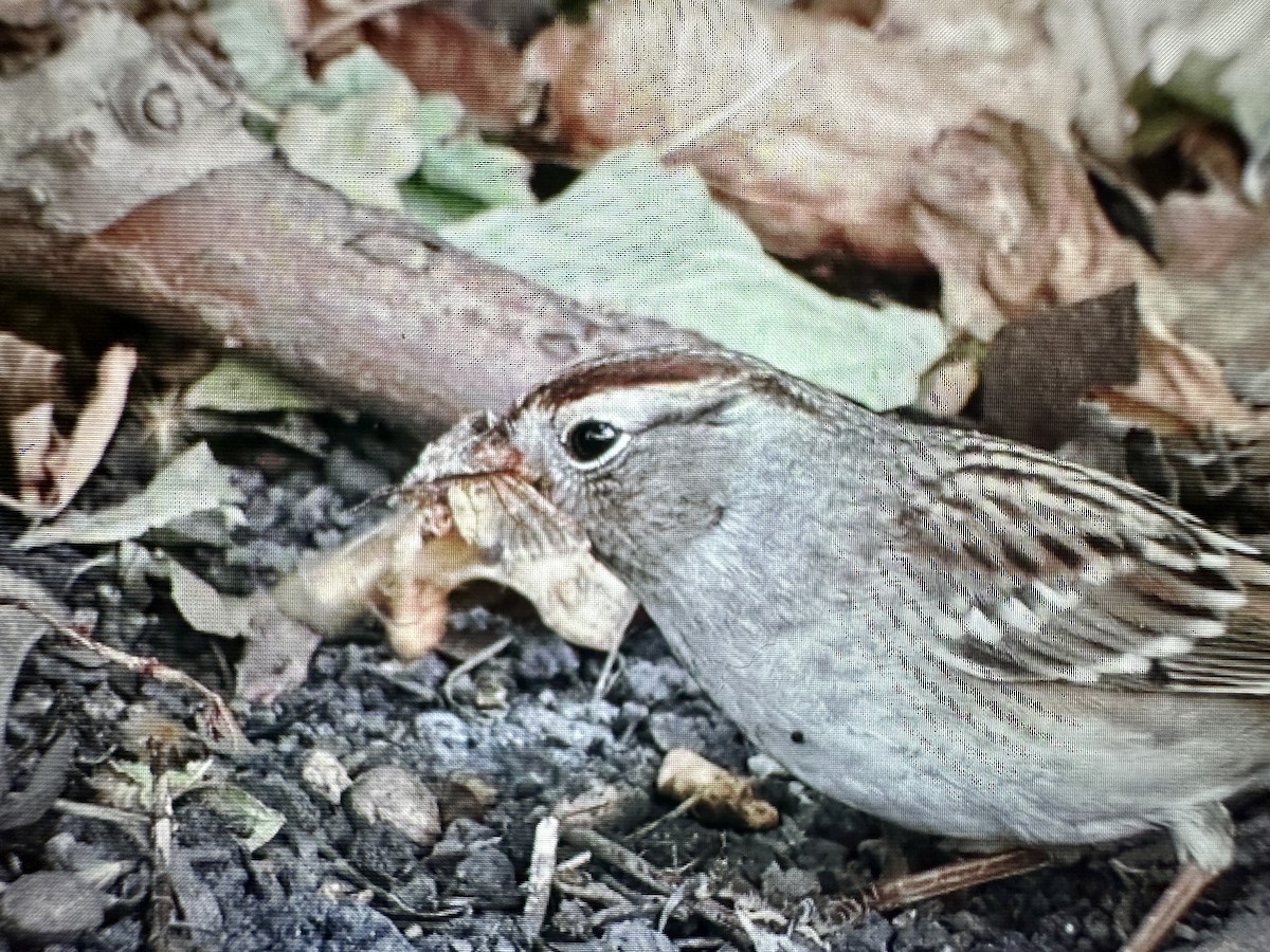 White-crowned Sparrow - ML623267557