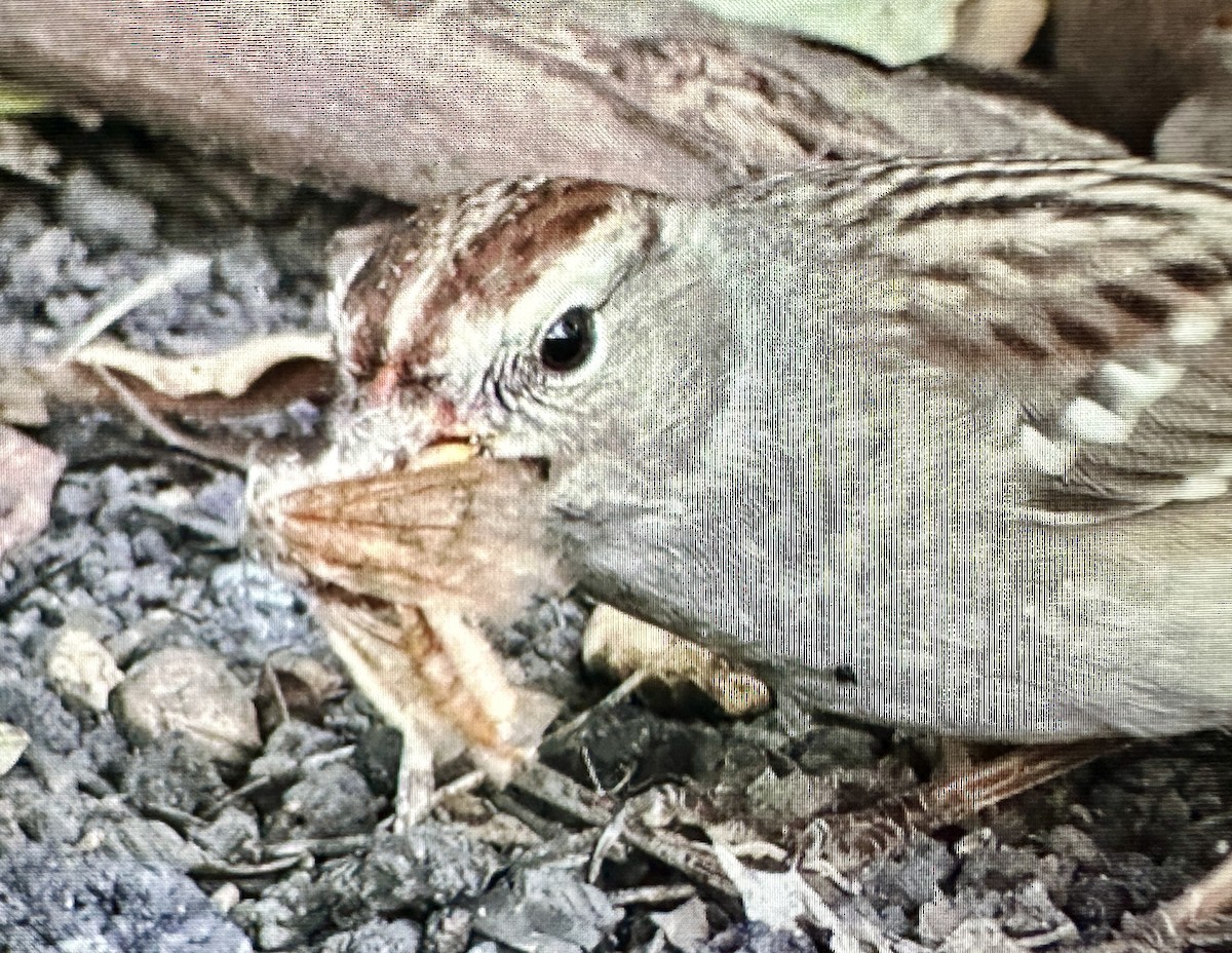 White-crowned Sparrow - ML623267575