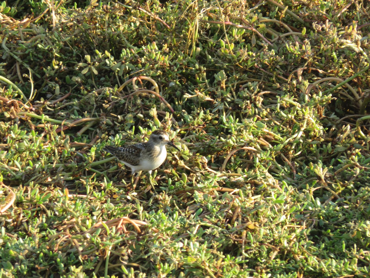 Least Sandpiper - ML623267583