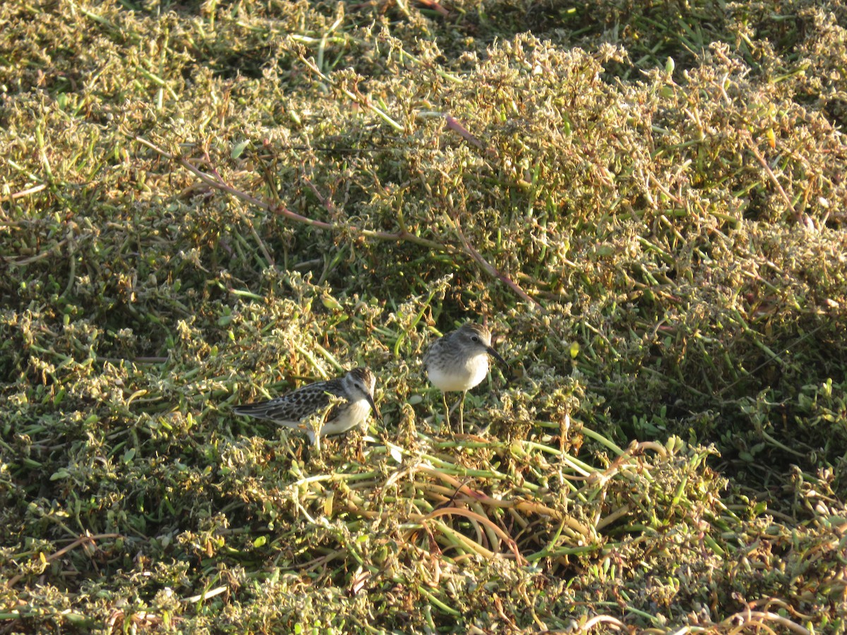 Least Sandpiper - ML623267586