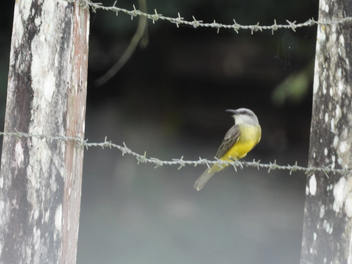 Tropical Kingbird - ML623267672