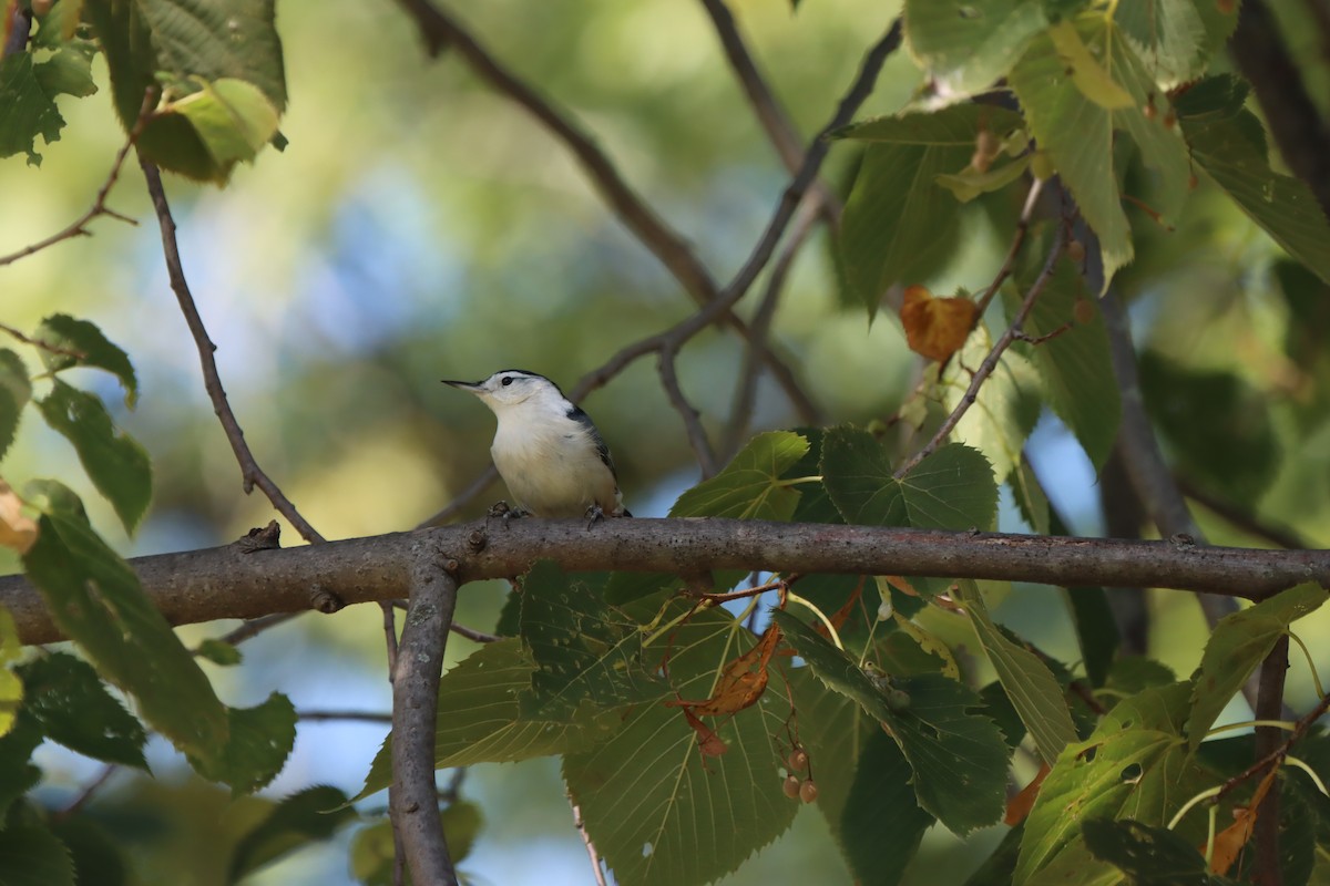 White-breasted Nuthatch - ML623267755