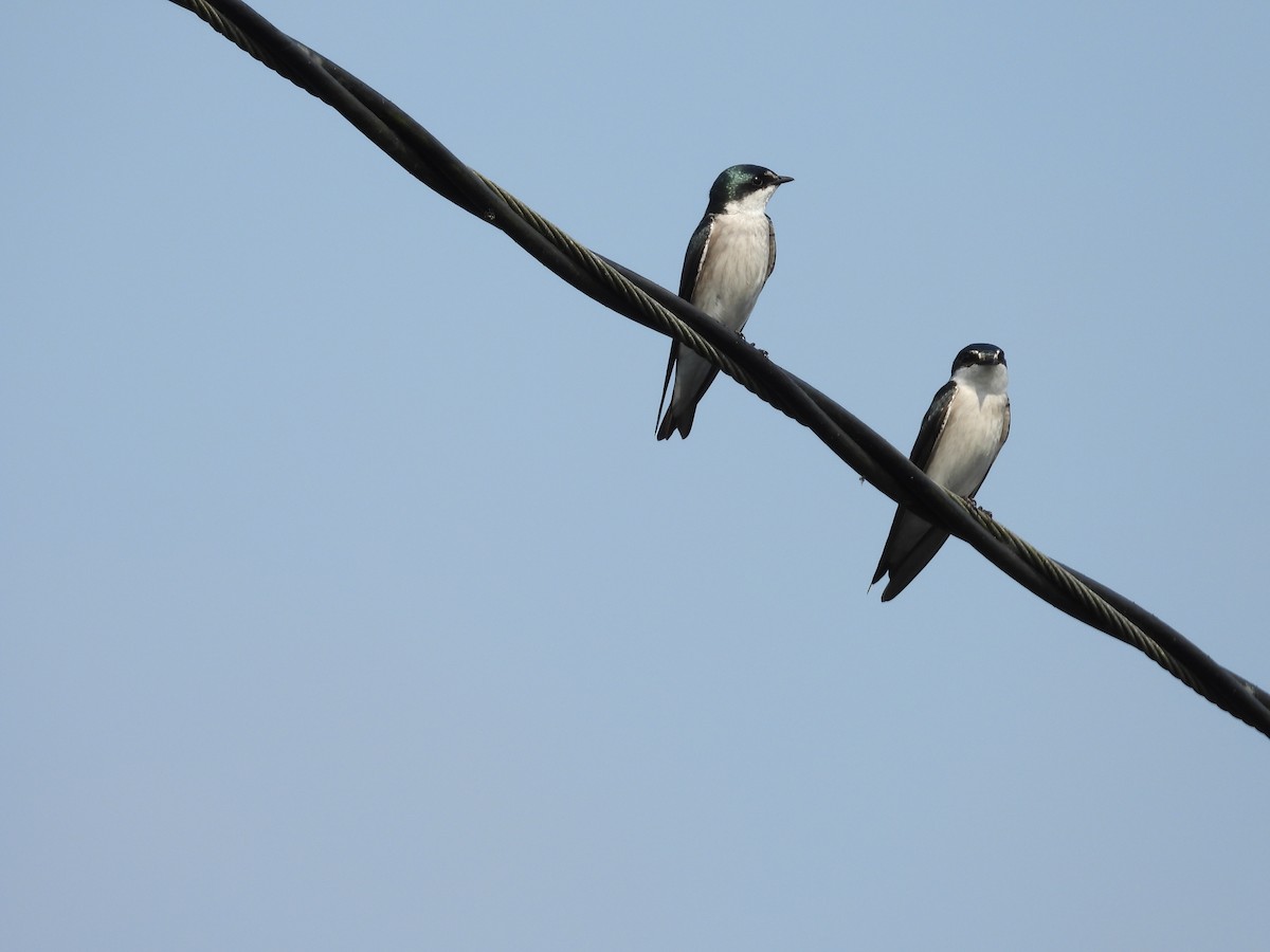 Mangrove Swallow - ML623267756