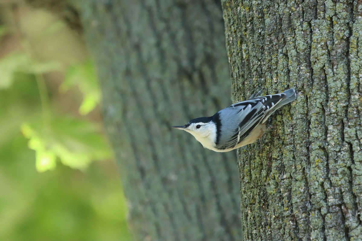 White-breasted Nuthatch - ML623267770