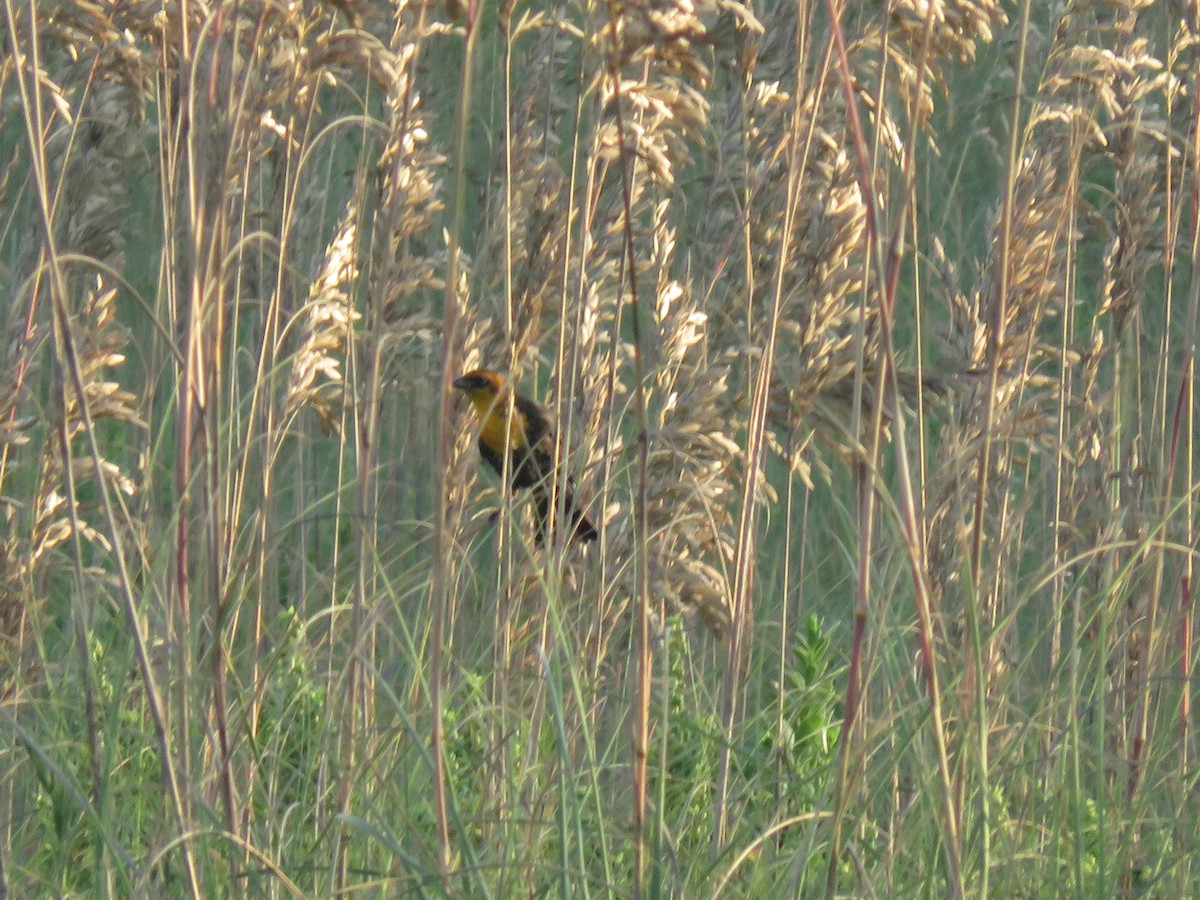 Yellow-headed Blackbird - ML623267832