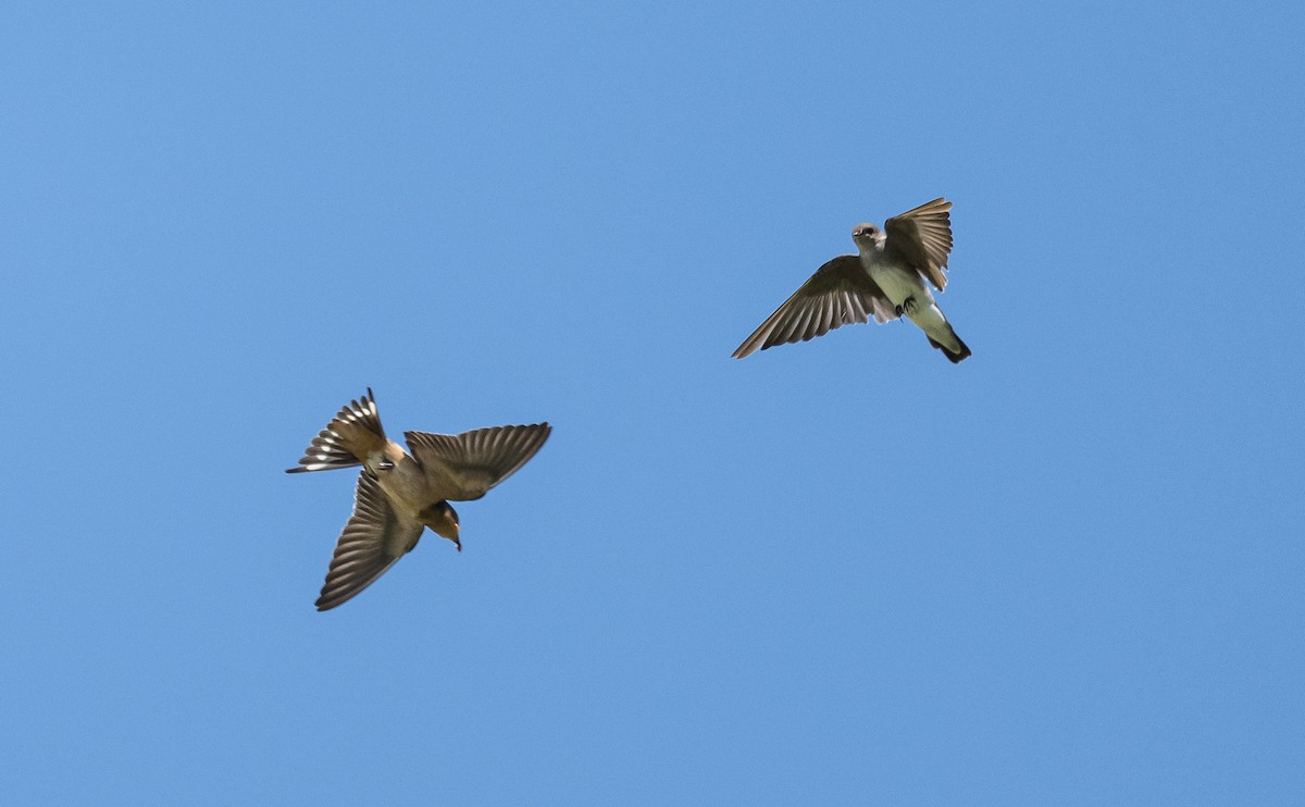 Northern Rough-winged Swallow - Taylor Long