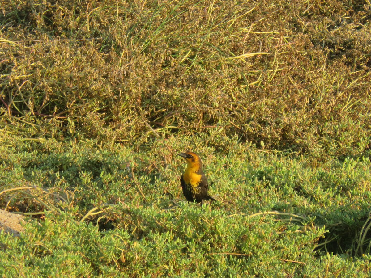 Yellow-headed Blackbird - ML623267836