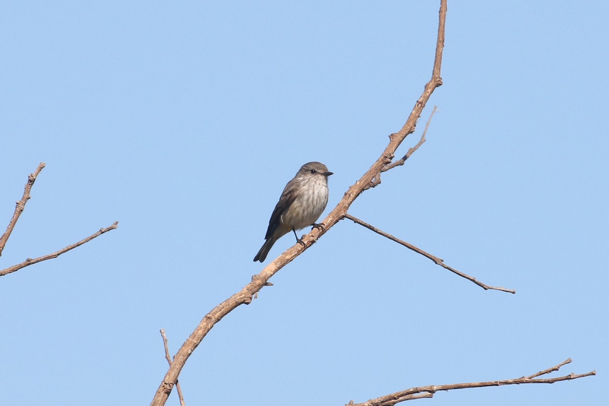 Vermilion Flycatcher (Austral) - ML623267845