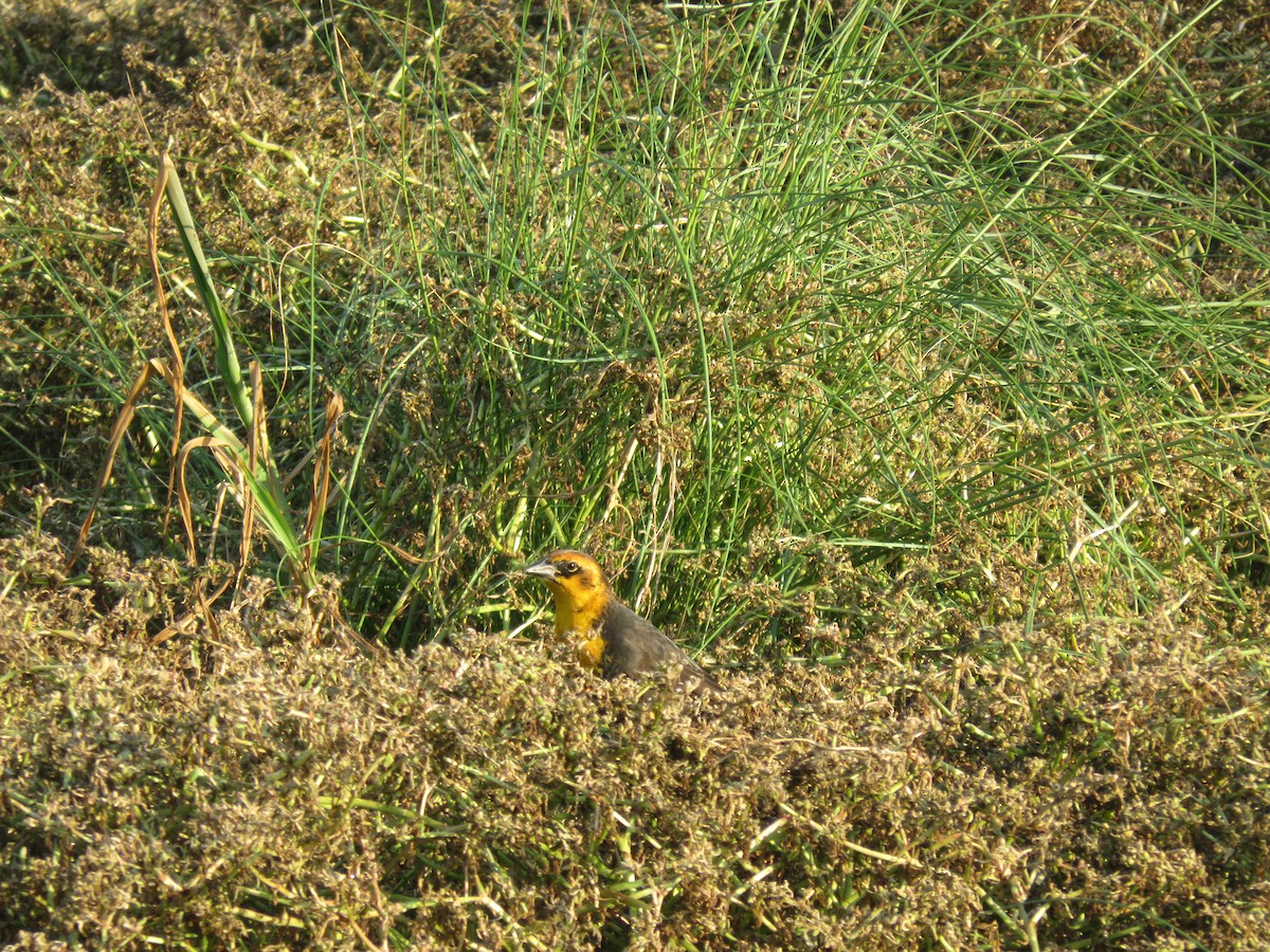 Yellow-headed Blackbird - ML623267846