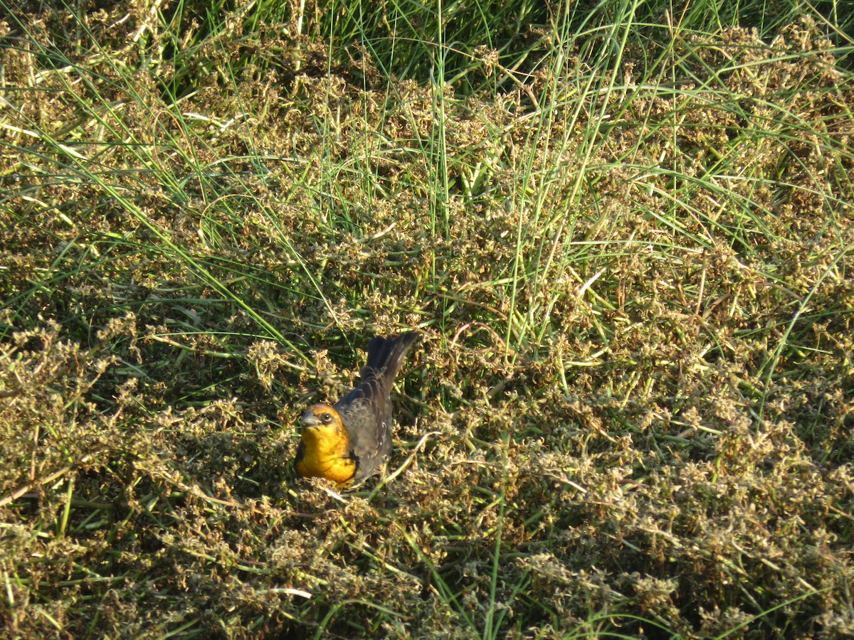 Yellow-headed Blackbird - ML623267847