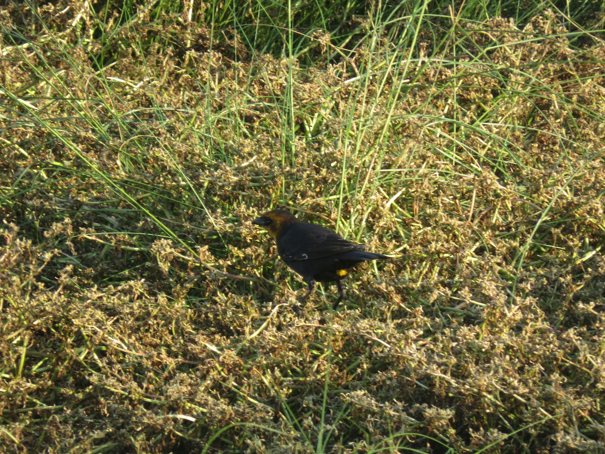 Yellow-headed Blackbird - ML623267848