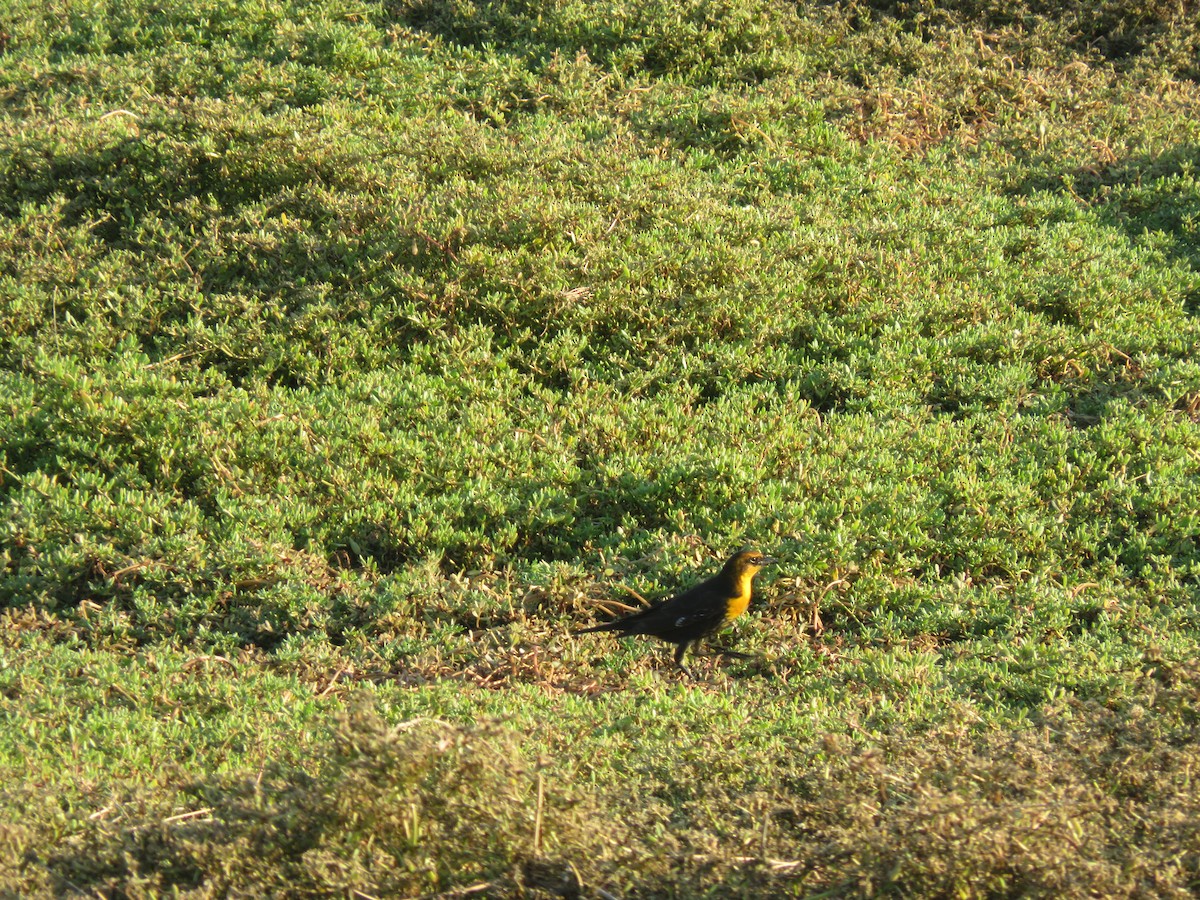 Yellow-headed Blackbird - ML623267849