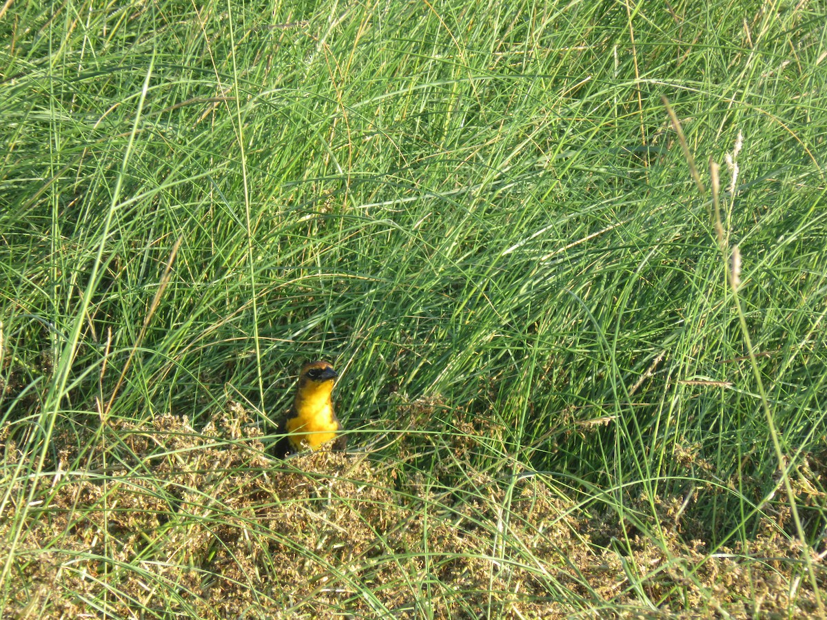 Yellow-headed Blackbird - ML623267850