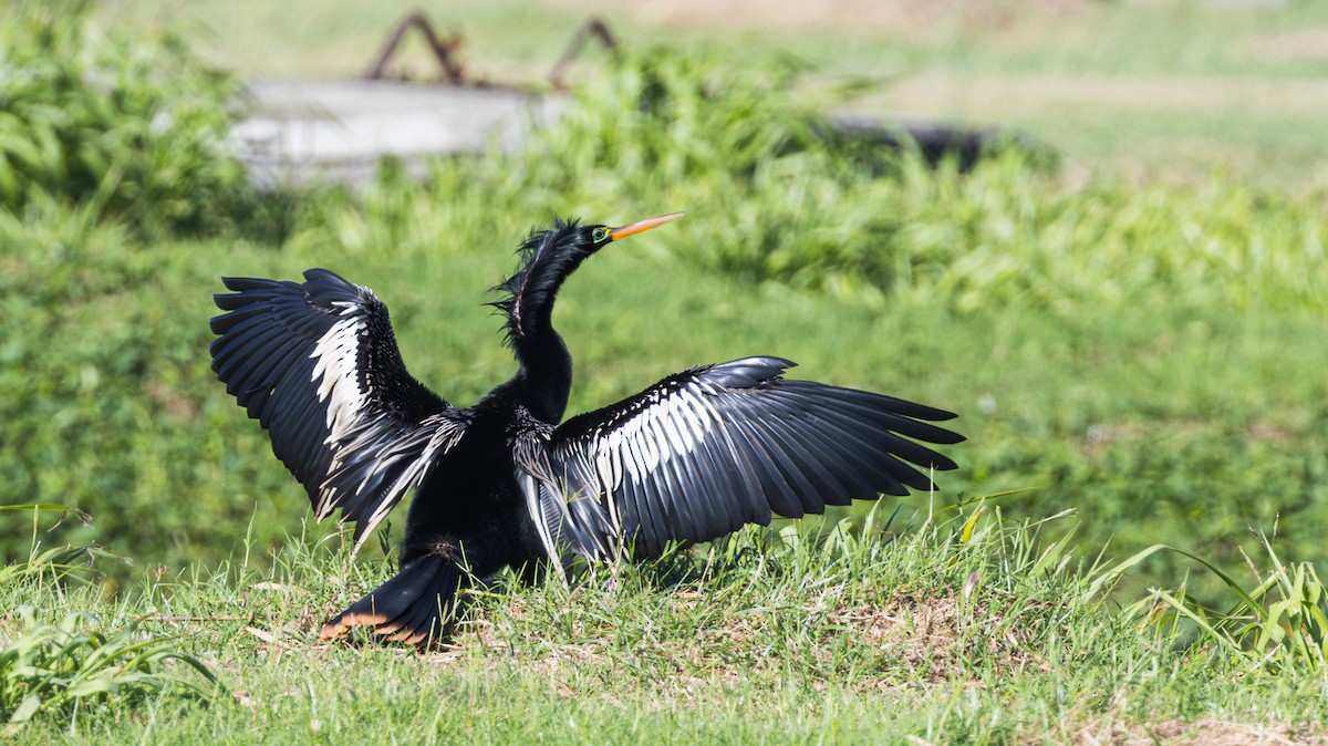 Anhinga - ML623267854