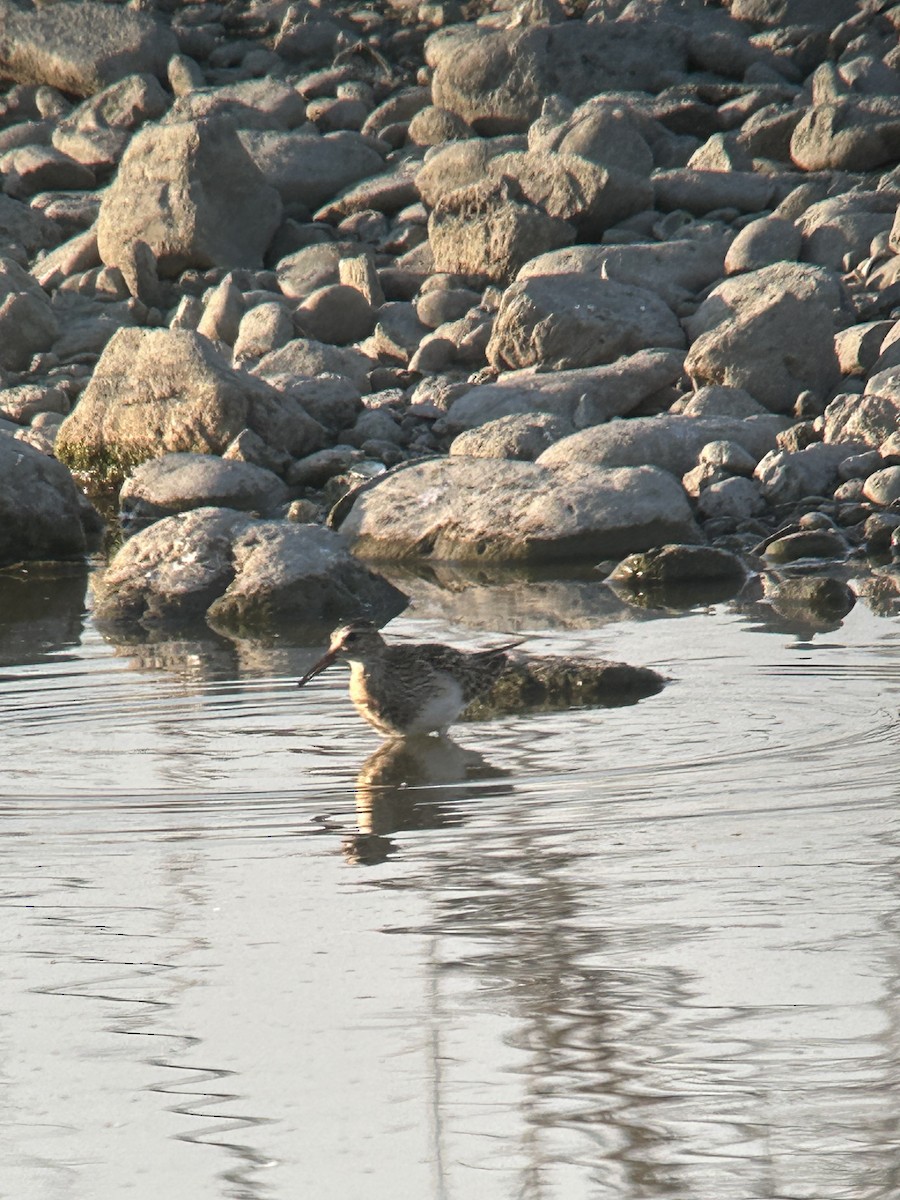 Pectoral Sandpiper - ML623267855