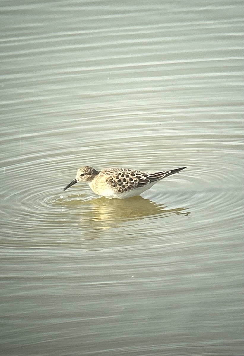 Baird's Sandpiper - ML623267866