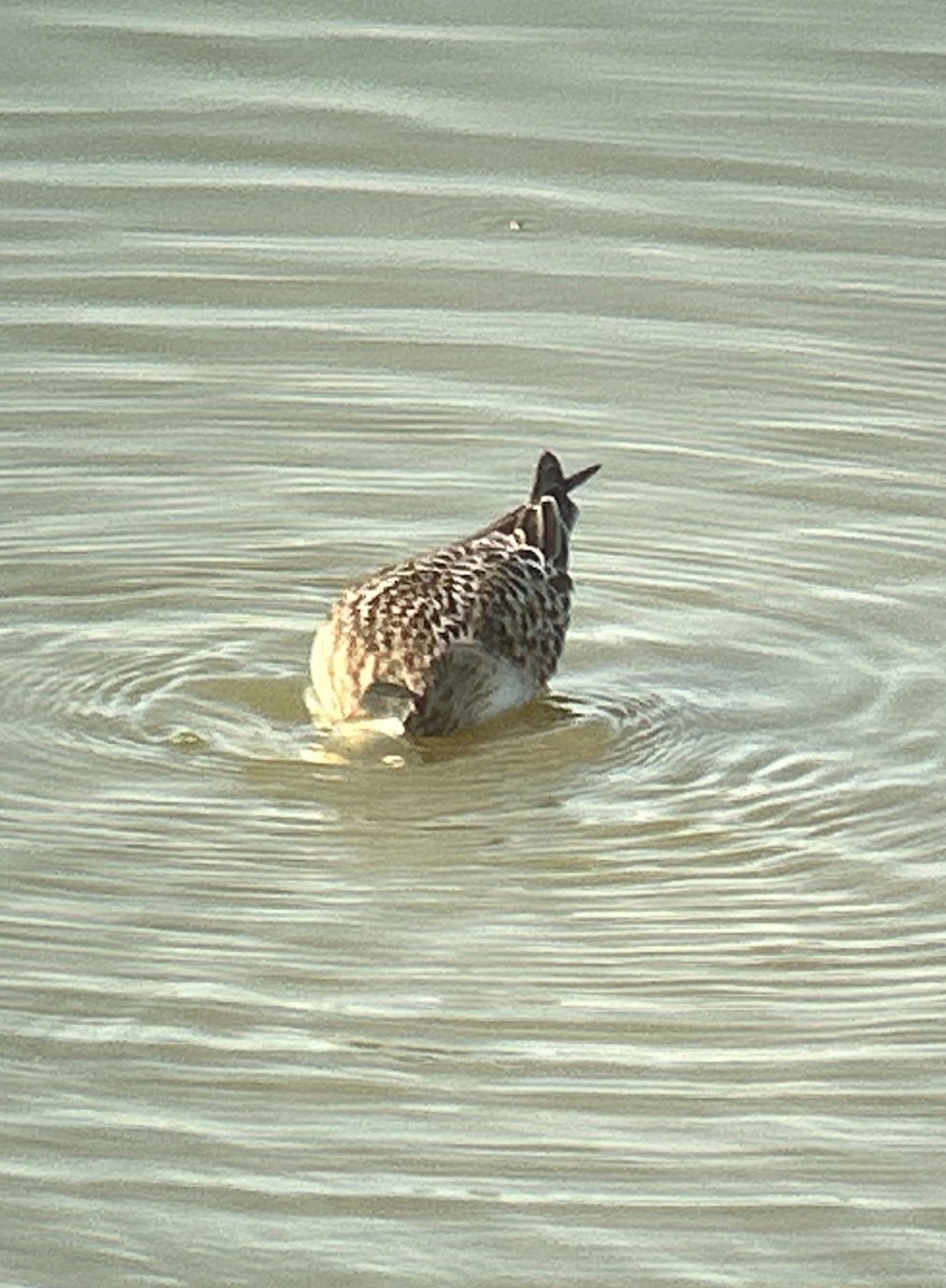 Baird's Sandpiper - ML623267867