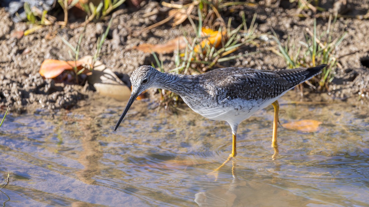 Greater Yellowlegs - ML623267871