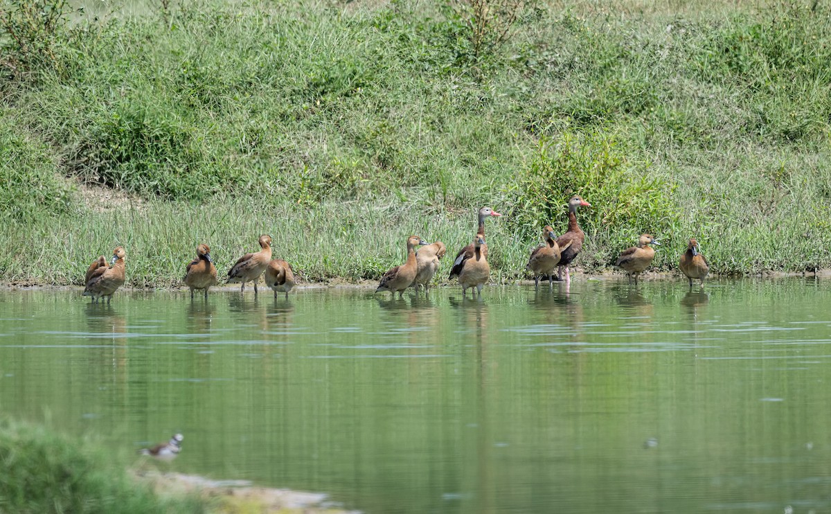 Black-bellied Whistling-Duck - ML623267907